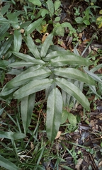 Coniogramme intermedia