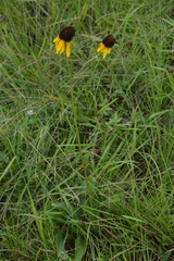 Rudbeckia texana