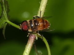 Phytomia errans
