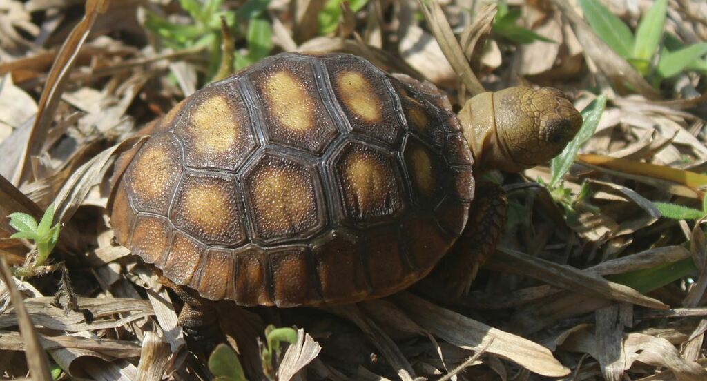 Gopher Tortoise in April 2023 by Mikie Green. So tiny! Smallest baby I ...