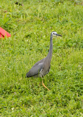 Egretta novaehollandiae