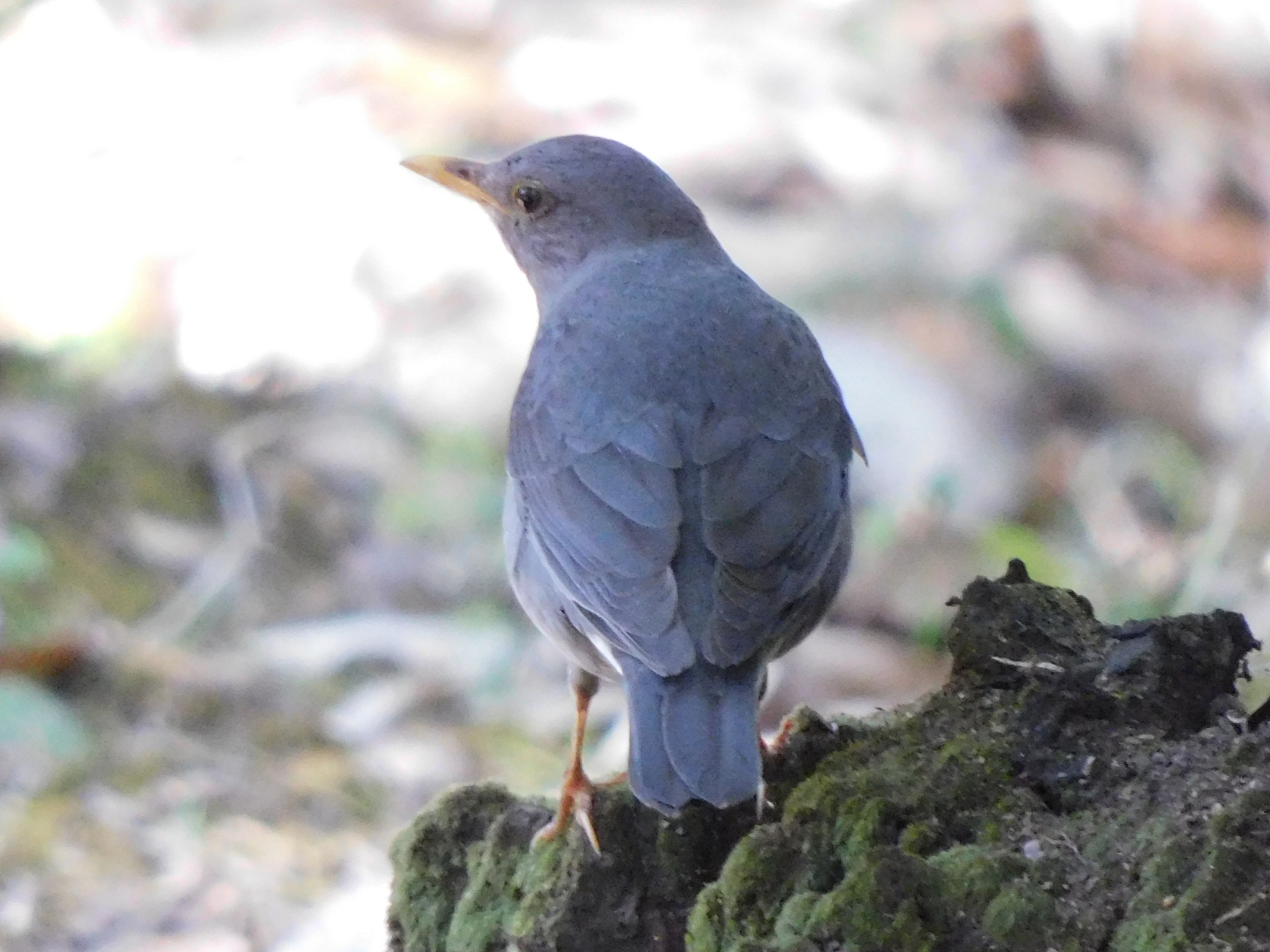Tickell's Thrush (Turdus unicolor)
