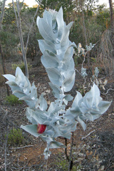 Eucalyptus macrocarpa