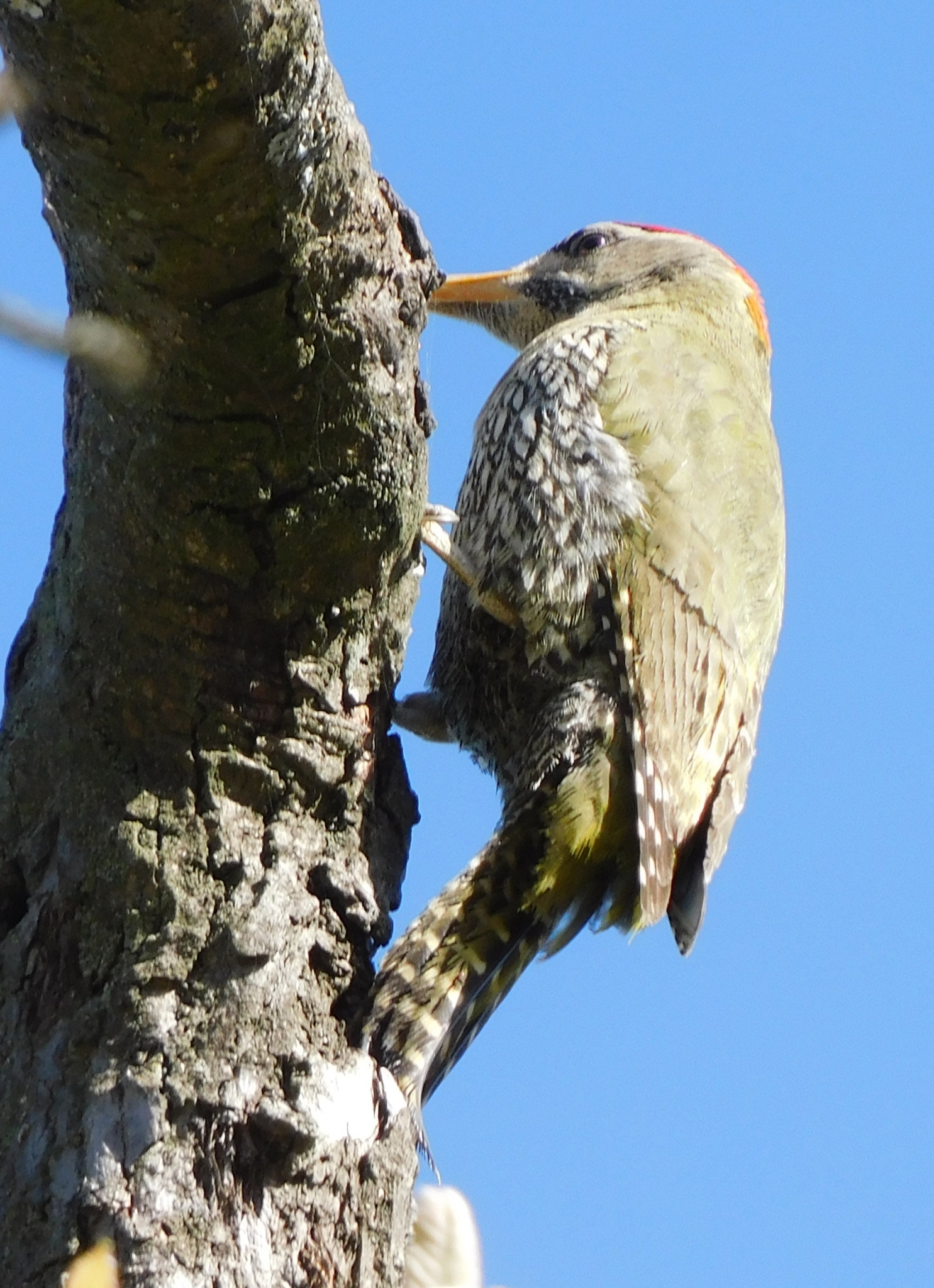 Scaly-bellied Woodpecker illustration