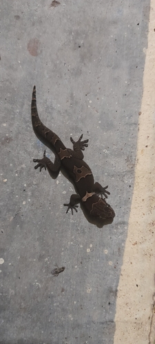 Forest Spotted Gecko