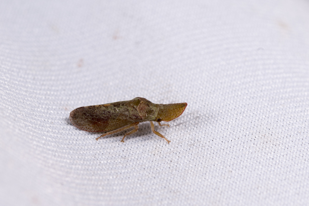 Ledropsis takasagona