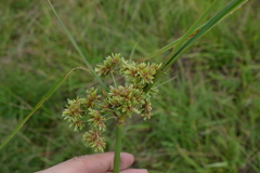Cyperus virens