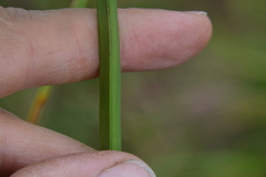 Cyperus virens