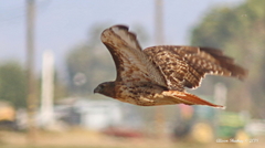 Buteo jamaicensis