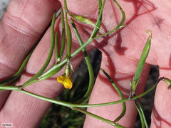 Lebeckia wrightii
