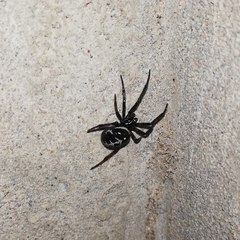 Steatoda paykulliana