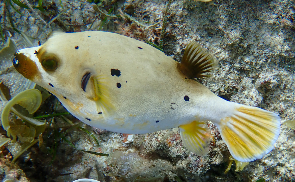 Blackspotted puffer