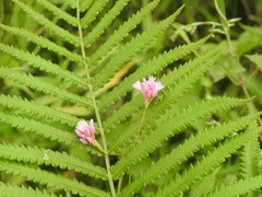 Persicaria muricata