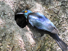 Notopholia corusca corusca