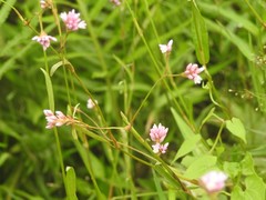 Persicaria muricata