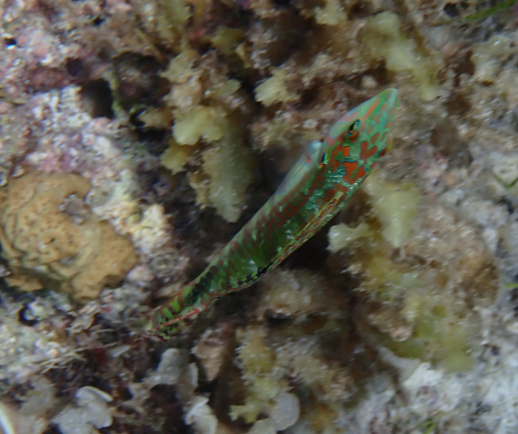 Cheek-ring Wrasse