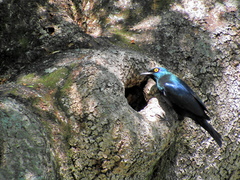 Notopholia corusca corusca