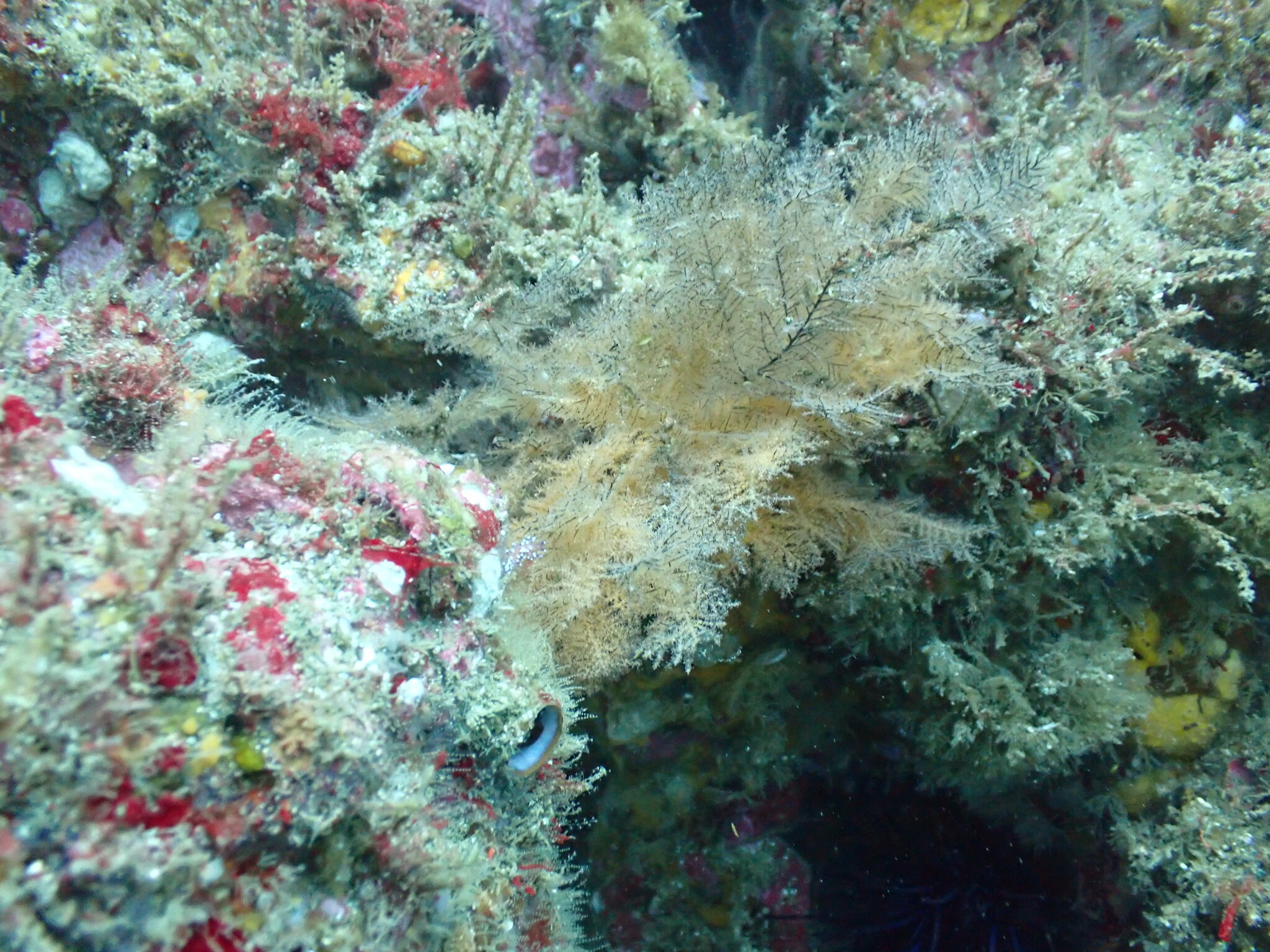 Myriopathes panamensis (Verrill, 1869)