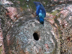 Notopholia corusca corusca