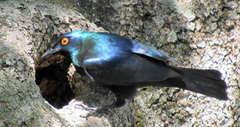 Notopholia corusca corusca