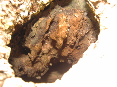 Notopholia corusca corusca