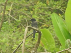 Lanius schach schach