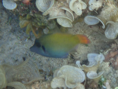 ニシキカワハギ
