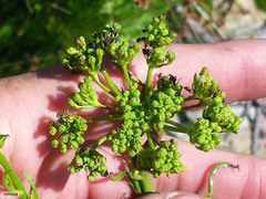 Glia prolifera