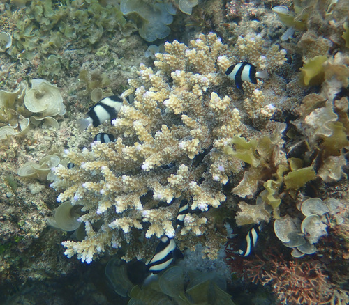 Humbug Dascyllus (Dascyllus aruanus)
