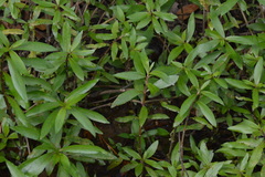 Hygrophila lacustris