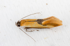 Batia lunaris