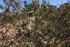 Leptospermum coriaceum