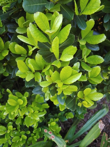 Image of Elaeodendron laneanum by (c) Scott Harris, some rights reserved (CC BY)