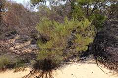 Acacia wilhelmiana