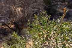 Acacia wilhelmiana