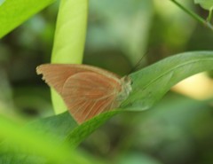 Appias nero