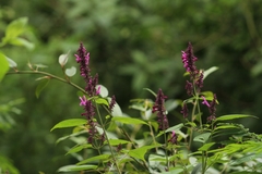 Odontonema callistachyum
