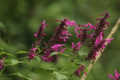 Odontonema callistachyum