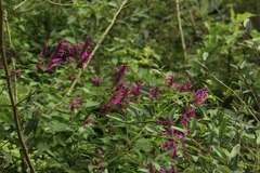 Odontonema callistachyum