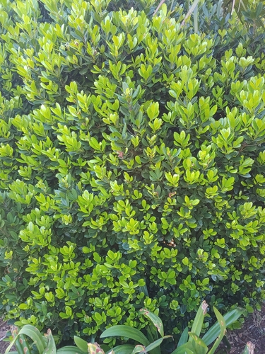 Image of Elaeodendron laneanum by (c) Scott Harris, some rights reserved (CC BY)