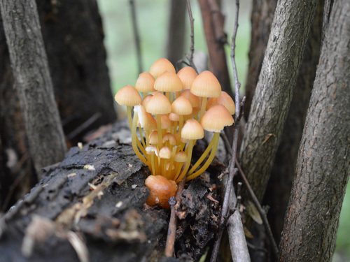 Mycena renati — (c) Dimitǎr Boevski, some rights reserved (CC BY)