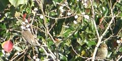 Passerina cyanea