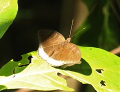 Tanaecia julii