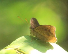 Tanaecia julii