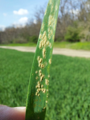 Blumeria graminis