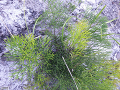 Nanobubon strictum