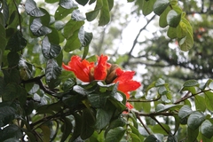 Spathodea campanulata