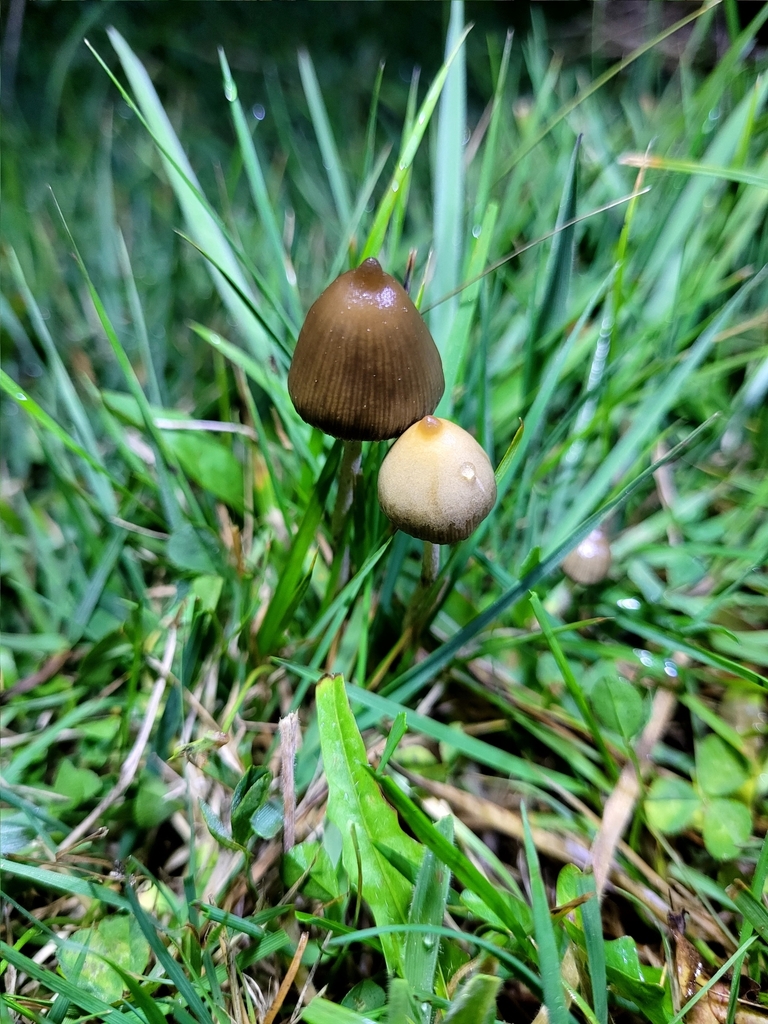 Liberty Cap from West Invercargill, Invercargill, New Zealand on April ...