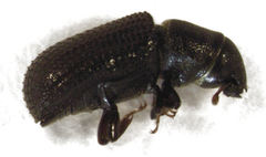 Stenoscelis hylastoides