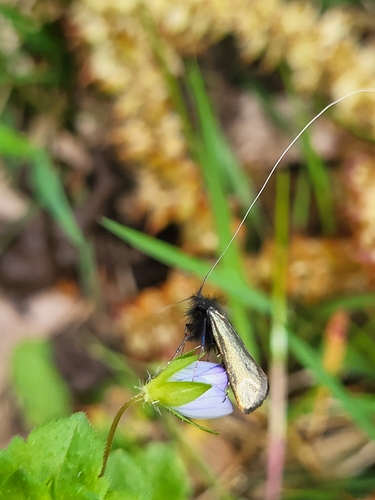 Adela reaumurella